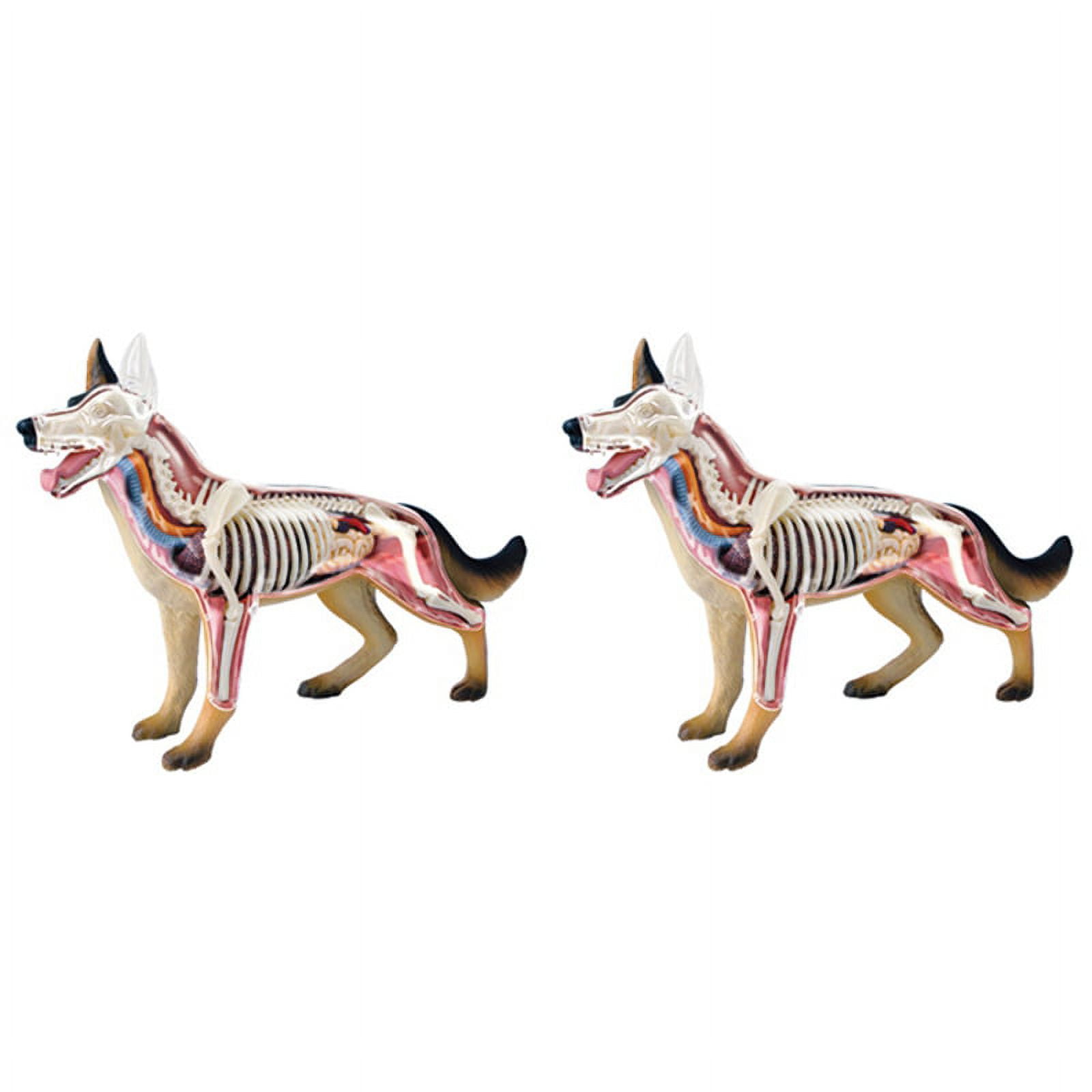 Animal Organ Anatomy Model 4D Dog Intelligence Assembling Toy Teaching Anatomy Model DIY Popular Science Appliances