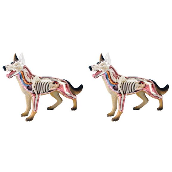 2X Animal Organ Anatomy Model 4D Dog Intelligence Assembling Toy Teaching Anatomy Model DIY Appliances