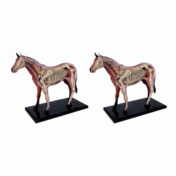 2X Animal Organ Anatomy Model 4D Horse Intelligence Assembling Toy Teaching Anatomy Model DIY  Appliances