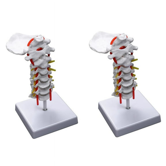 2X Cervical Vertebra Arteria Spine Spinal Nerves Anatomical Model Anatomy for Science Classroom Study Teaching Model