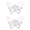 2X Female Anatomy Pelvis Pelvic Skeleton Throat Anatomical Anatomy