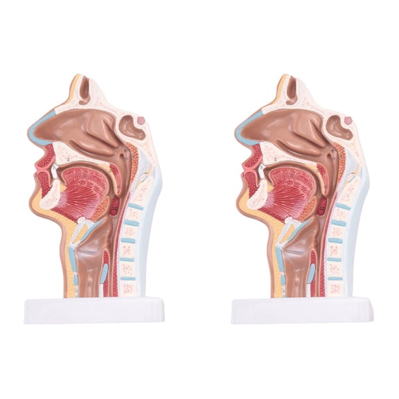 2X Human Anatomical Nasal Cavity Throat Anatomy Model for Science Classroom Study Display Teaching Model