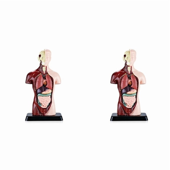 2X Human Body Model with 7 Removable Organ Models,Educational Organ Anatomy Model for Biological Science Learning