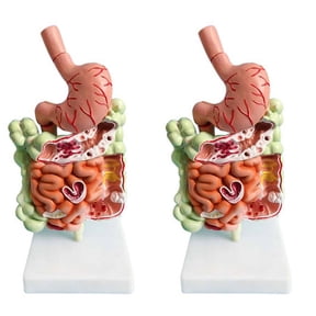 2X Human Digestive System Model Stomach Anatomy Large Intestine Cecum Rectum Duodenum Human Internal Organs