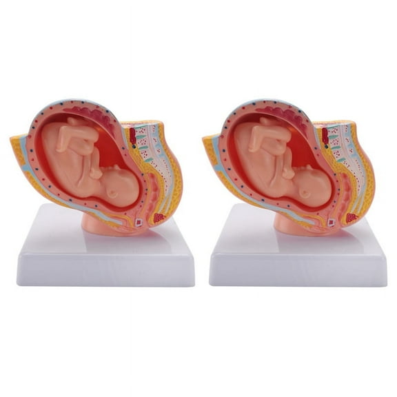 2X Human Pregnancy Fetal Development 9Th Month Embryonic Pelvic Model Fetus Foetus Pregnancy Anatomy the Placenta Model,2 x embryo model