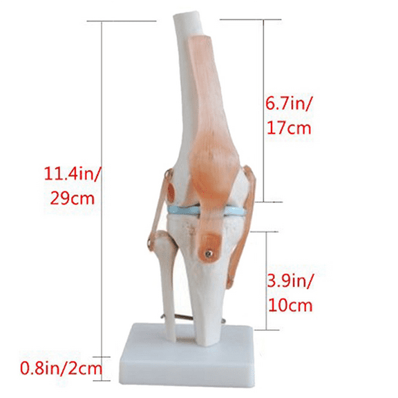 2X Knee Joint Simulation Model Anatomy Human 1:1 Life Size,2 x Knee Joint Anatomy Model,White