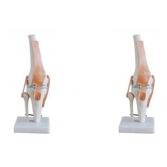 2X Knee Joint Simulation Model Anatomy Human 1:1 Life Size