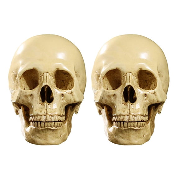 2X Model 1: 1 Resin Human Skull Anatomical Teaching Decoration Yellow