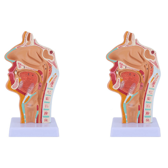2X Nasal Cavity Throat Anatomy Model Human Anatomical Pharynx Larynx for Students Study Display Teaching