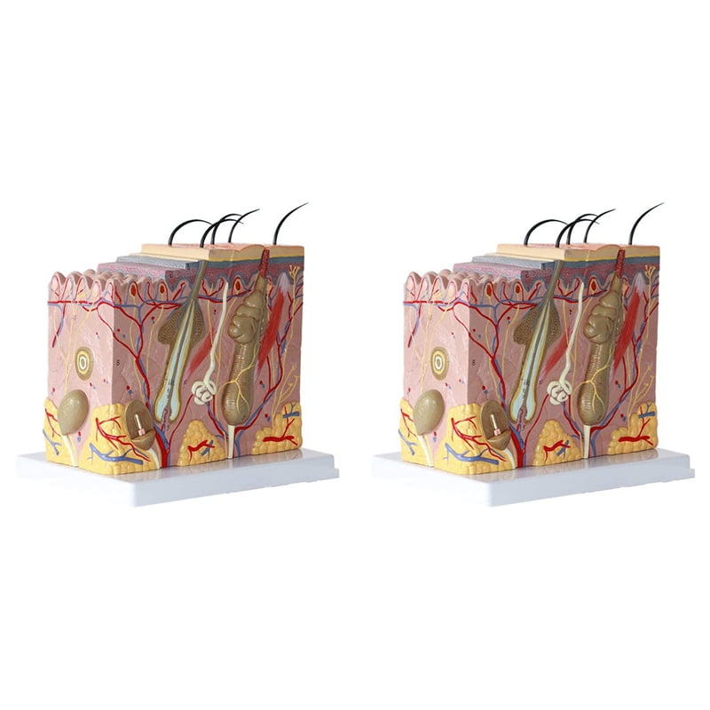 Evotech Scientific Skin Anatomical Model, 35X Enlarged Skin Layer Structure Anatomy Model With Hair