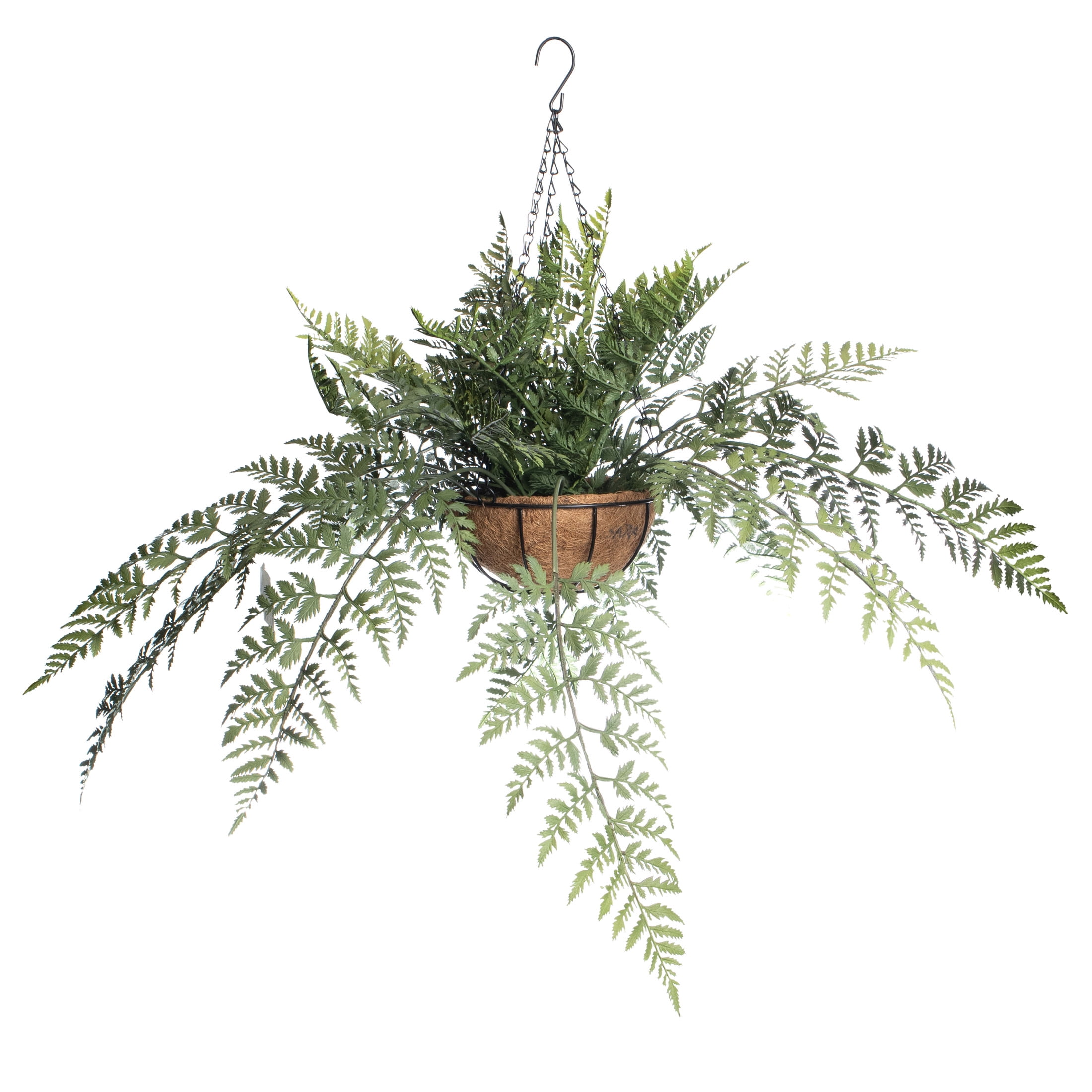 2ft Green Lace Fern in Rustic Hanging Basket