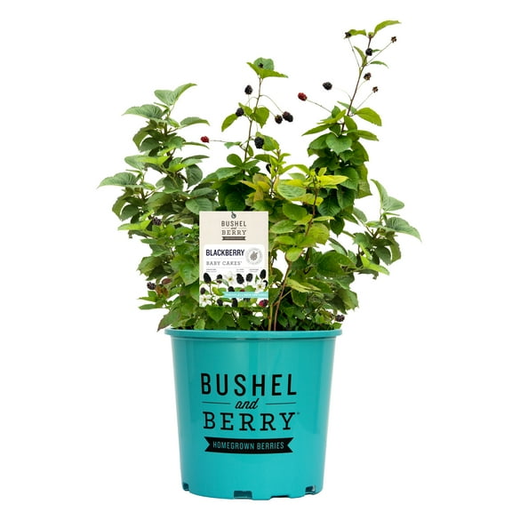 Bushel & Berry Blackberry Baby Cakes Live Shrub in 2-Gallon Grower Pot