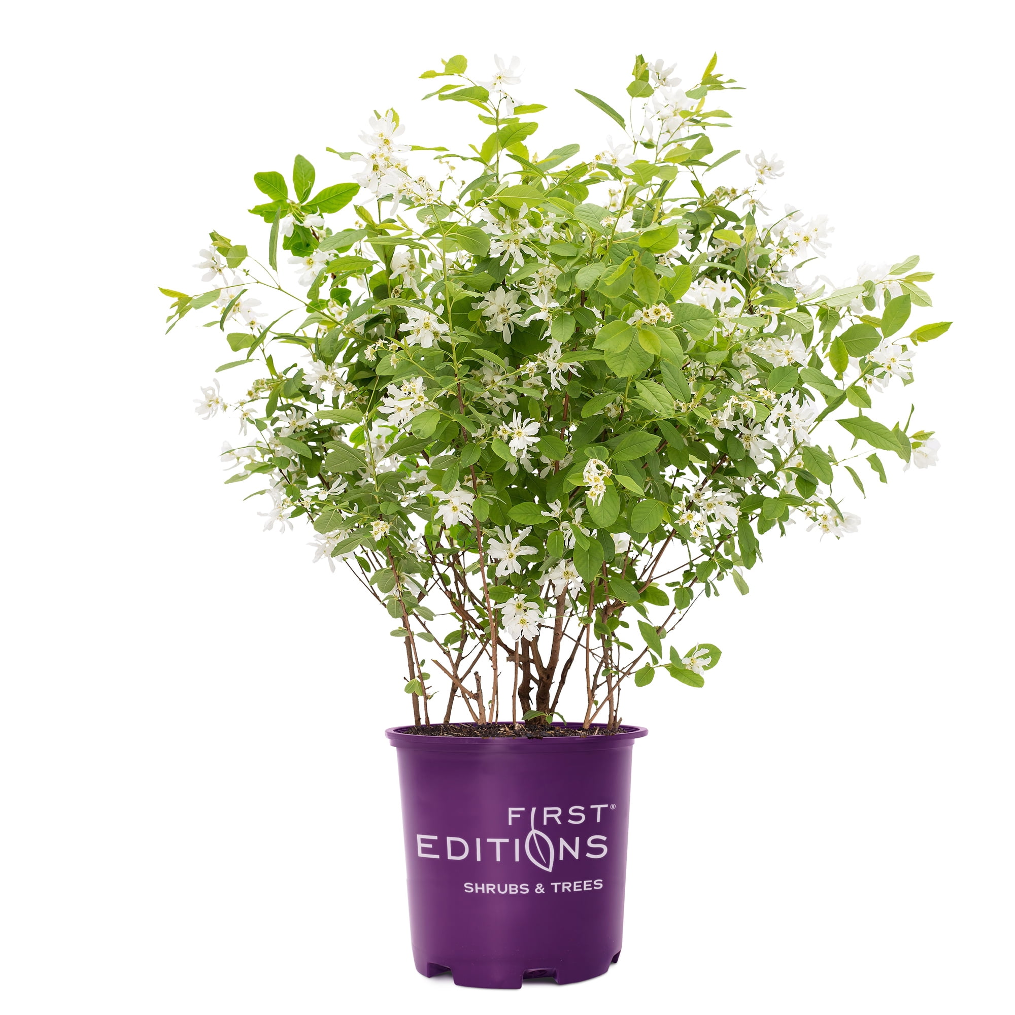 2g First Editions Pearlbush Lotus Moon Live Shrub
