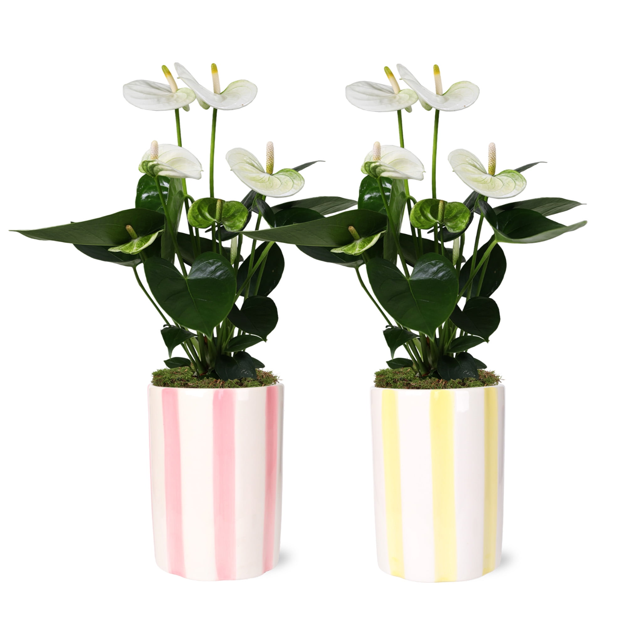 2pack White Anthurium in Pink and Yellow Striped Pots