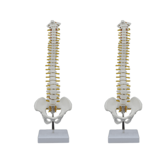 2pcs 45CM Human Spine with Pelvic Model Anatomical Anatomy Spinal Column Model+Stand Fexible