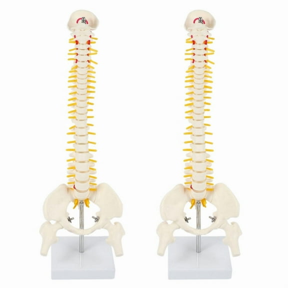 2pcs 45Cm Flexible 1:1 Adult Lumbar Bend Spine Model Humans Skeleton Model with Spinal Disc Pelvis Model