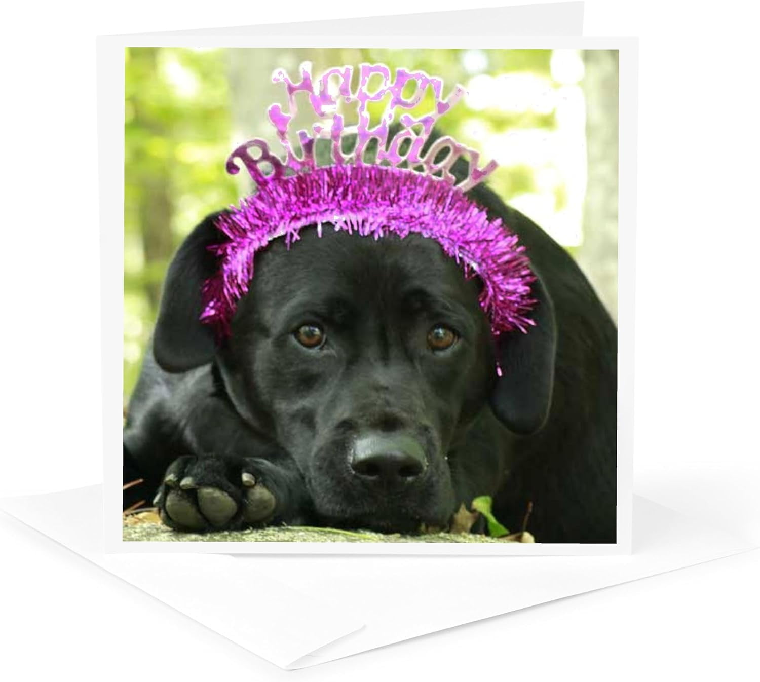 2pcs Happy Birthday Wishes Dog Black Lab Labrador Retriever Greeting