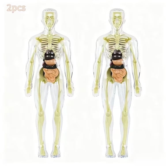 2pcs Human Anatomy Model Kit - Detachable Skeleton & Full-Body Torso with Removable Organs for Medical Education, Classroom Learning & Home Study
