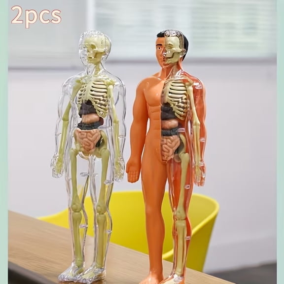 2pcs Human Anatomy Model Kit - Detachable Skeleton & Full-Body Torso with Removable Organs for Medical Education & Classroom Learning
