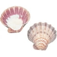 thumbnail image 1 of 2pcs Large Scallop Shells Lions Paw Scallop Seashells 5.2-5.4 Natural Shell Beads Undrilled Baking Shells Natural, 1 of 6