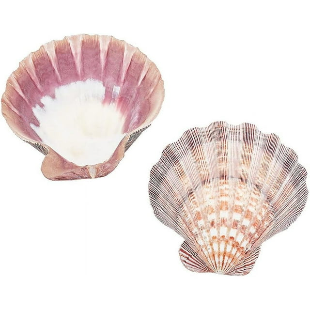 2pcs Large Scallop Shells Lions Paw Scallop Seashells 5.2-5.4 Natural Shell Beads Undrilled Baking Shells Natural