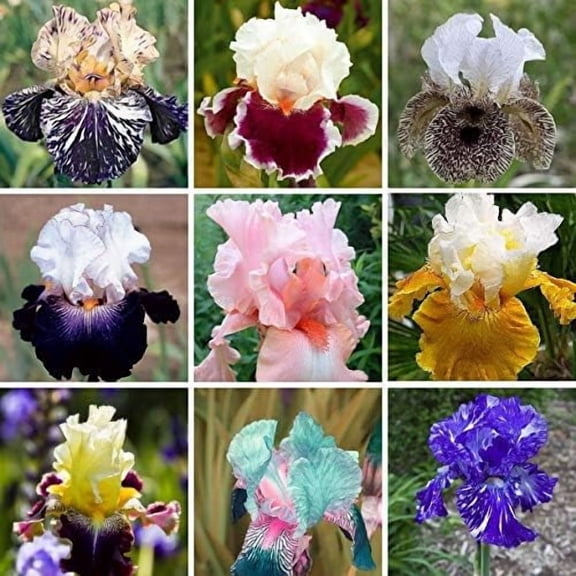 2pcs Mix color Iris Bulb for Planting Home Garden Mixed Iris Bulbs to Plant