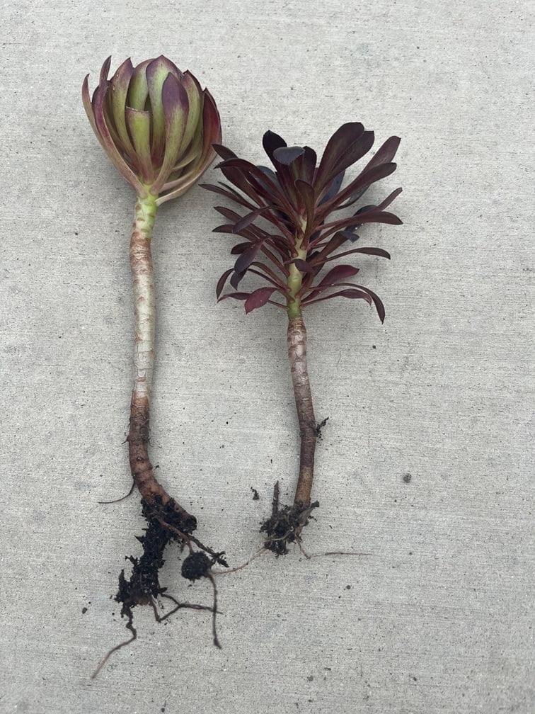 2pcs Rooted Black Rose Aeonium Arboreum Zwartkop Succulent cactus Plants gift