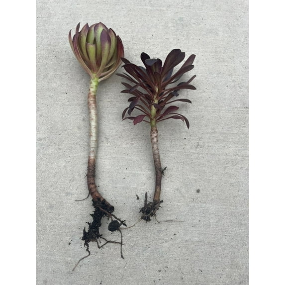 2pcs Rooted Black Rose Aeonium Arboreum Zwartkop Succulent cactus Plants gift