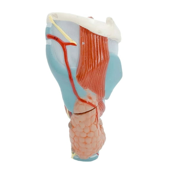 2x Enlarged Larynx Anatomical Model Anatomical Model Throat Anatomy Model Human Organs Teaching