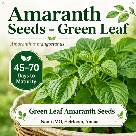 3,000 Green Leaf Amaranth Plant Seeds, Non-GMO, Heirloom, Annual