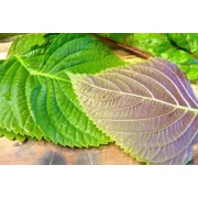 1,000 Korean Shiso Herb Seeds Perilla   70 Days   Warm Season Annual by Mais Family