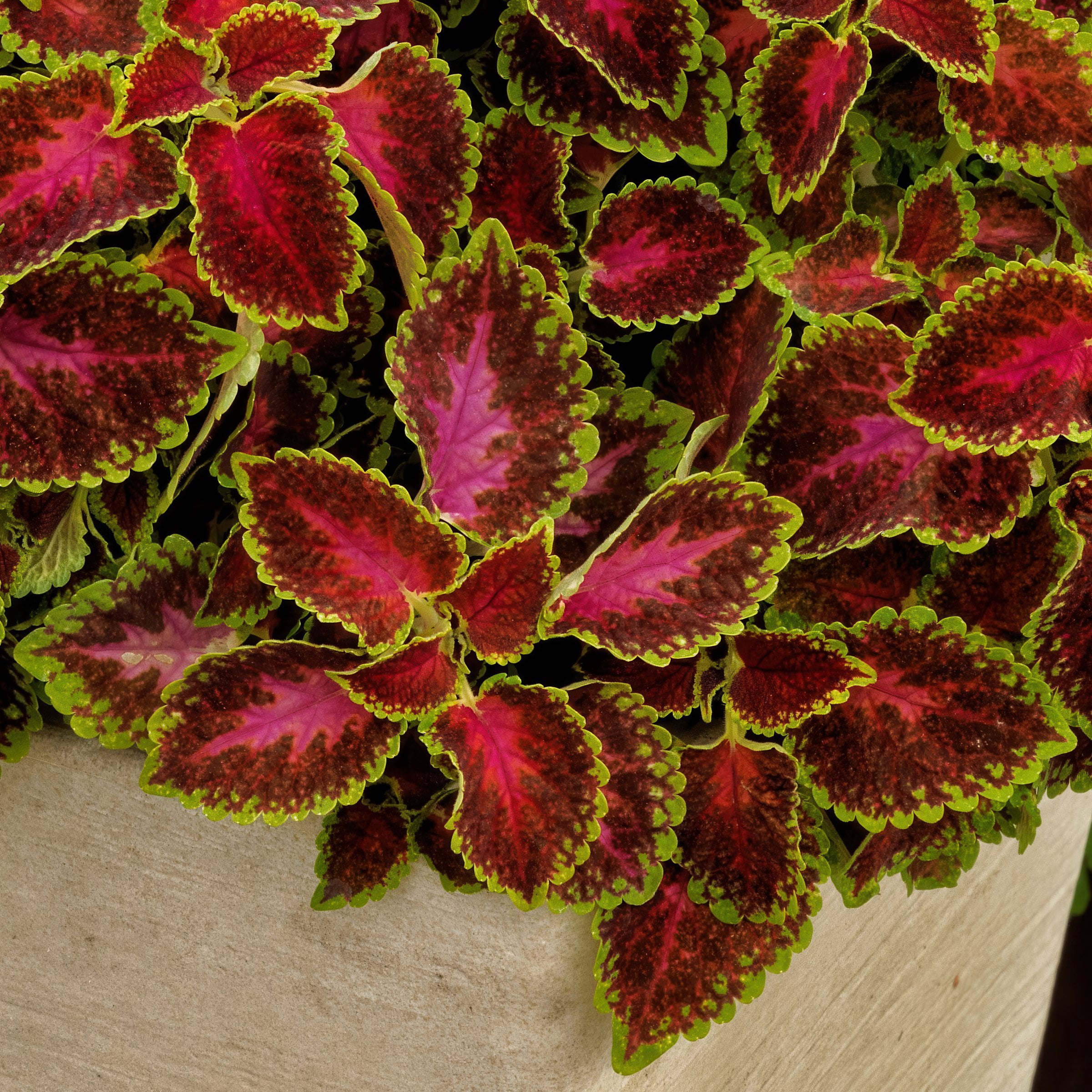 3.25 in. Coleus PartyTime Pink Berry Live Annual Plant (3-Pack)