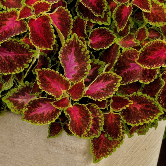 3.25 in. Coleus PartyTime Pink Berry Live Annual Plant (3-Pack)