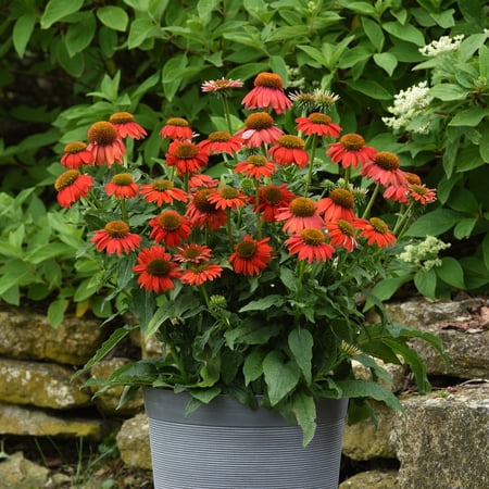 3.25 in. Echinacea Artisan™ Coneflower Red Ombre Live Perennials with Full Sunlight- 3 Piece