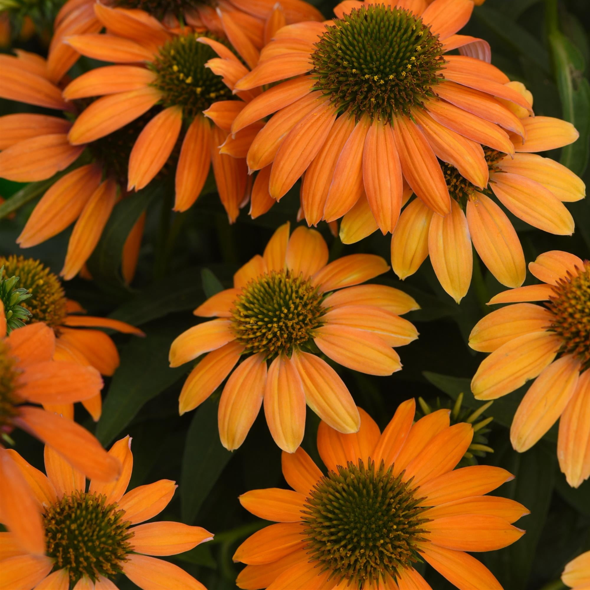 3.25 in. Echinacea Artisan ™ Coneflowers Live Perennial with Full Sun - 3 Piece