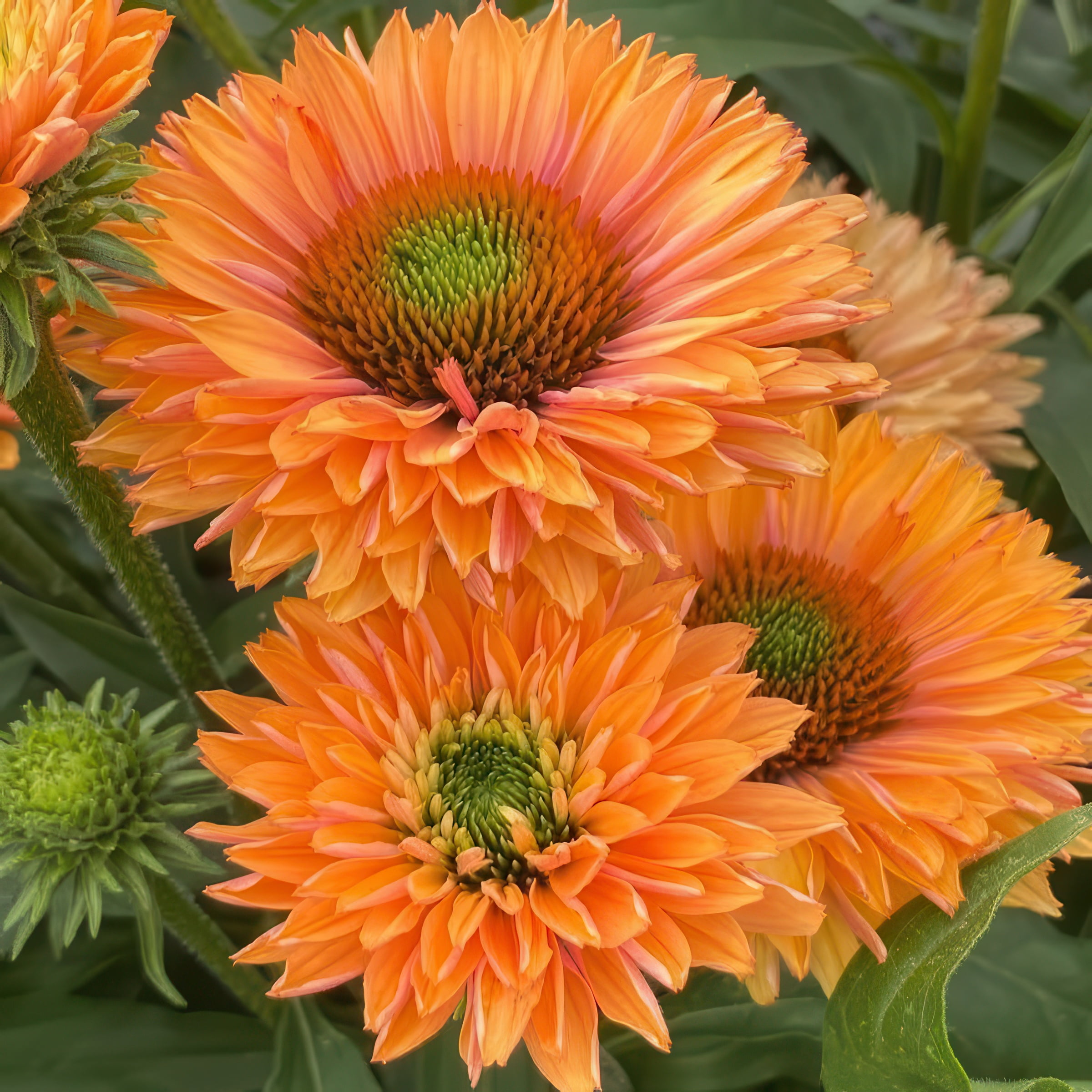 National Plant Network 3.25 in. Echinacea SunSeekers Pumpkin Pie Live Perennial Plant with Orange Flowers (3-Pack)