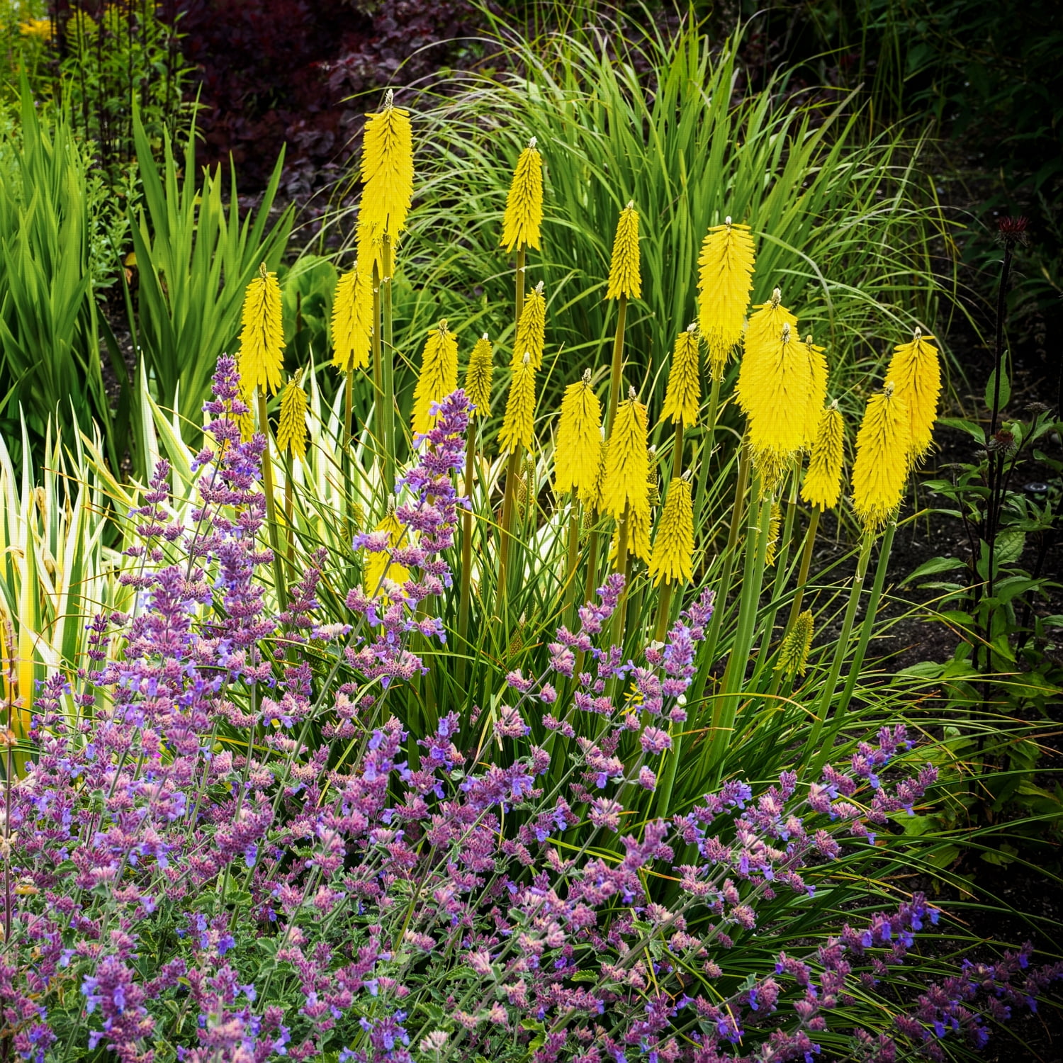 3.25 in. Kniphofia Glowstick Torch Lily (3-Pack) - Walmart.com