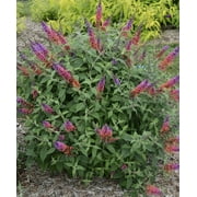 National Plant Network 3.25 in. Live Shrub Buddleia Butterfly Bush Bicolor Condition Full Sunlight (3-Pack)
