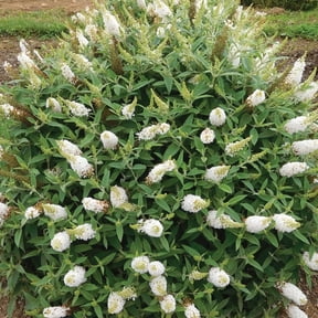 National Plant Network 3.25 in. Live Shrub Buddleia Butterfly Bush Dwarf Dapper White with Full Sunlight (3-Pack)