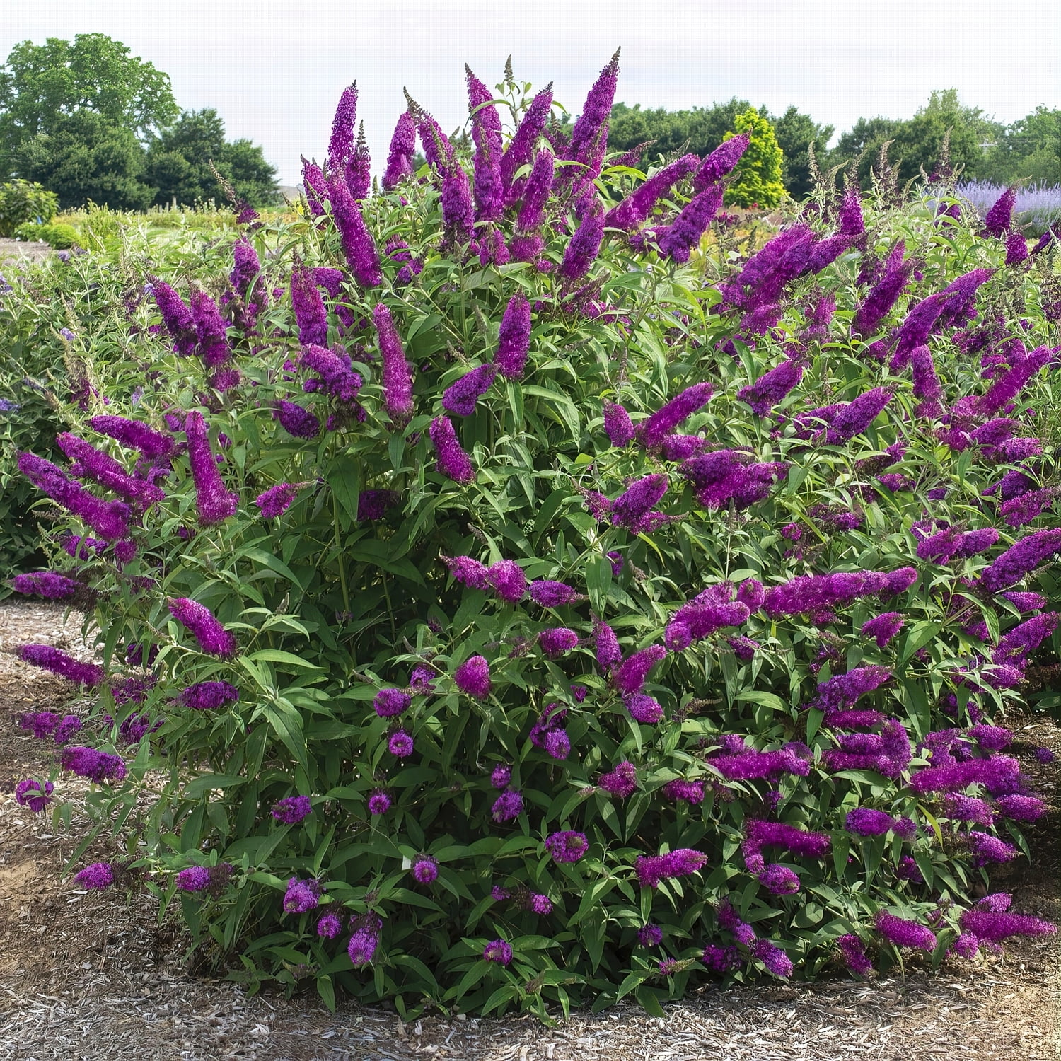 National Plant Network 3.25 in. Live Shrub Buddleia Butterfly Bush Royal Razz with Full Sunlight (3-Pack)
