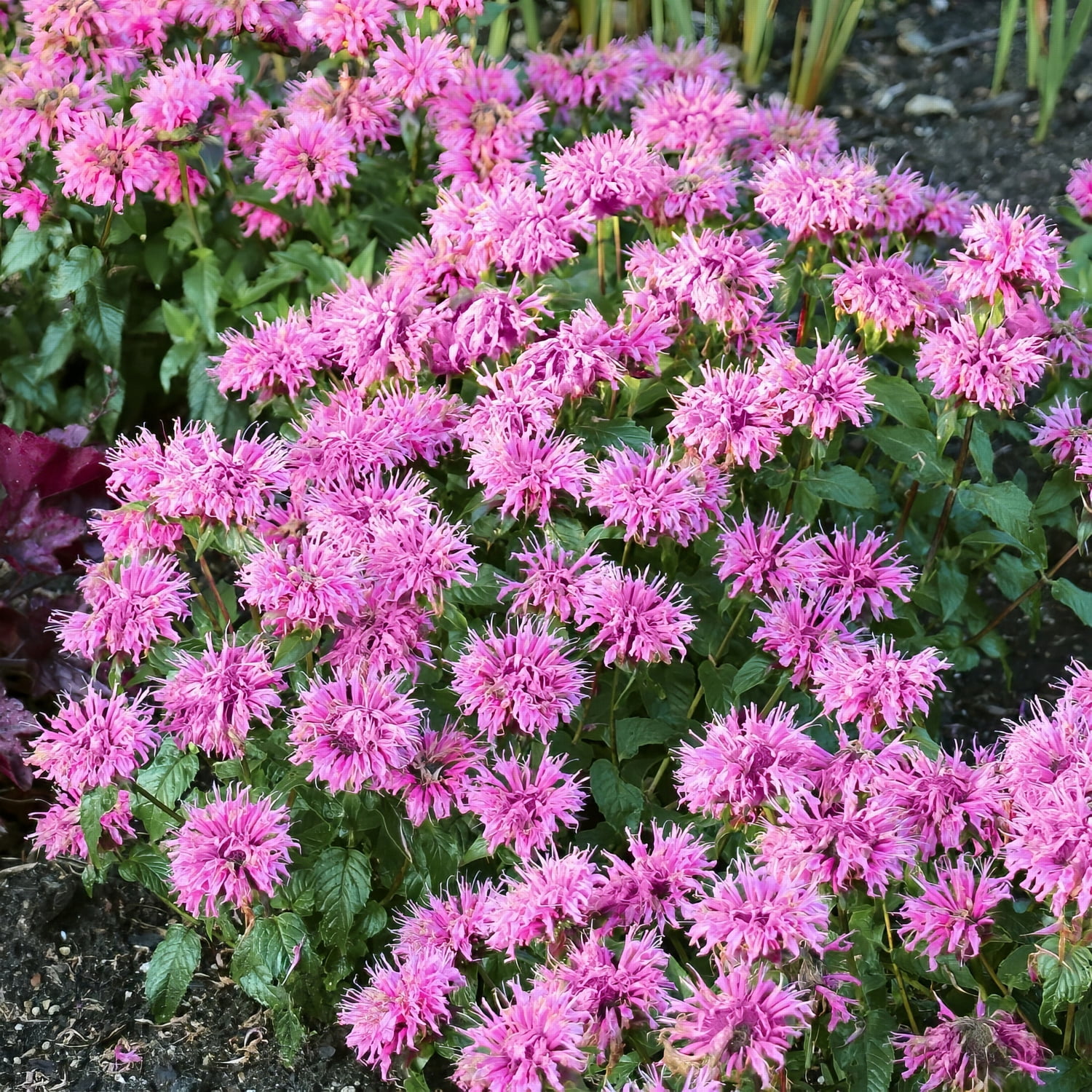 3.25 in. Monarda Bee-Mine Pink Beebalm Plant (3-Pack)