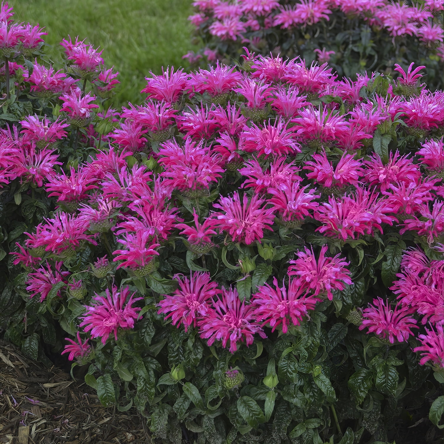 National Plant Network 3.25 in. Monarda Electric Pink Bee Balm Plant (3-Pack)