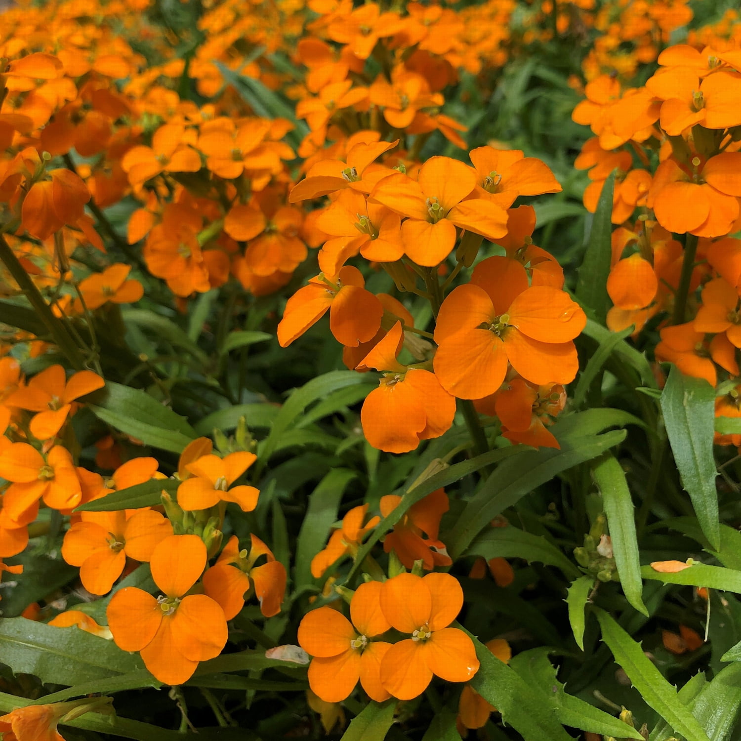 3.25 in. Sunstrong Orange Wallflowers (3Pack)