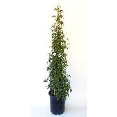3.25G Pandorea