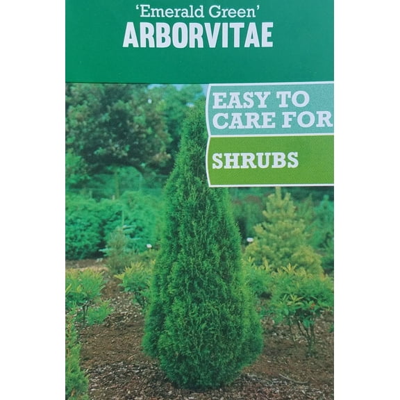 Expert Gardener Arborvitae Live Shrubs, Non-Flowering, Cold Tolerant