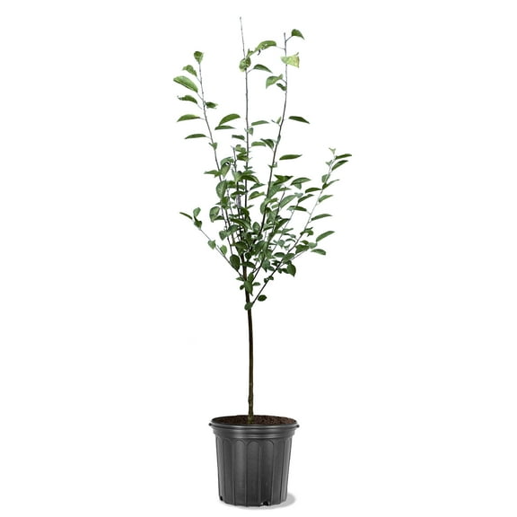 Expert Gardener 3-4 ft tall Lambert Semi-Dwarf Fruiting Cherry Live Tree in 7-Gallon Grower Pot
