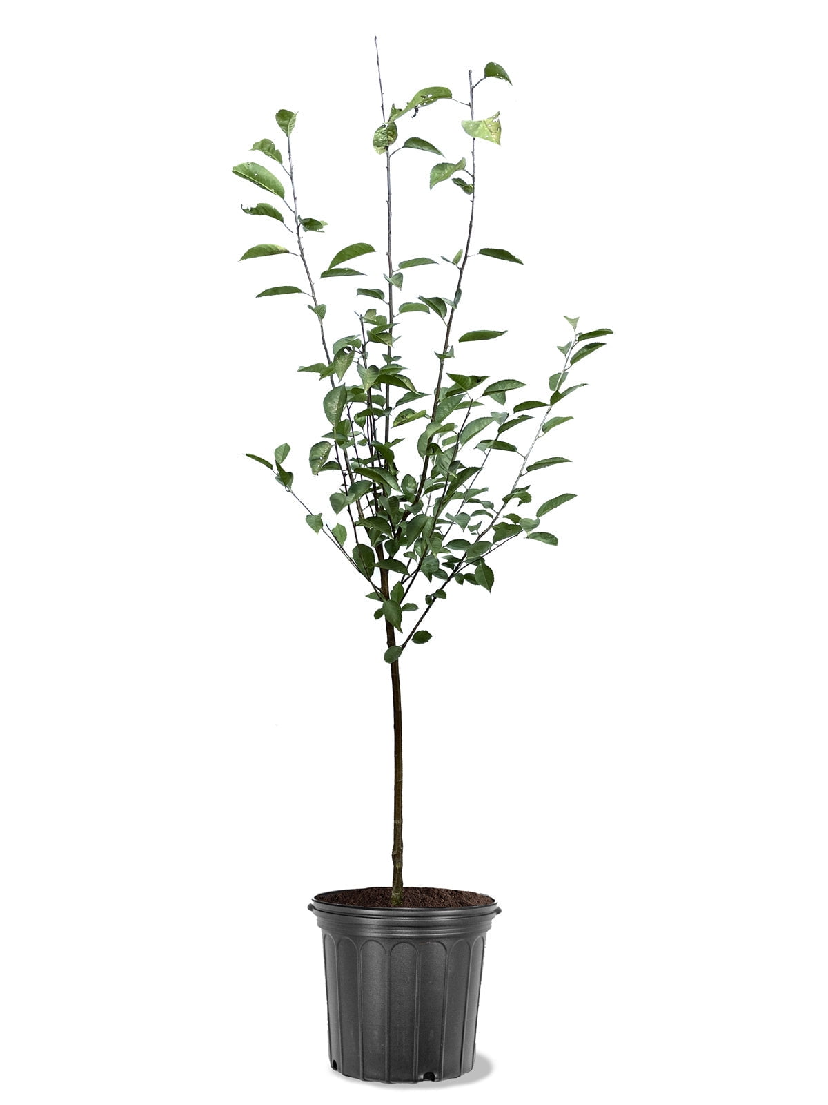 Expert Gardener 3-4 ft tall Montmorency Fruiting Cherry Live Tree in 7-Gallon Grower Pot