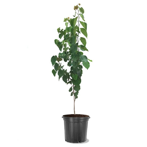 Expert Gardener Rising Sun Redbud Live Tree, 2-3 ft Tall, 5-Gallon Grower Pot
