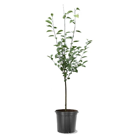 Expert Gardener 3-4 ft tall Royal Ann Fruiting Cherry Live Tree in 7-Gallon Grower Pot