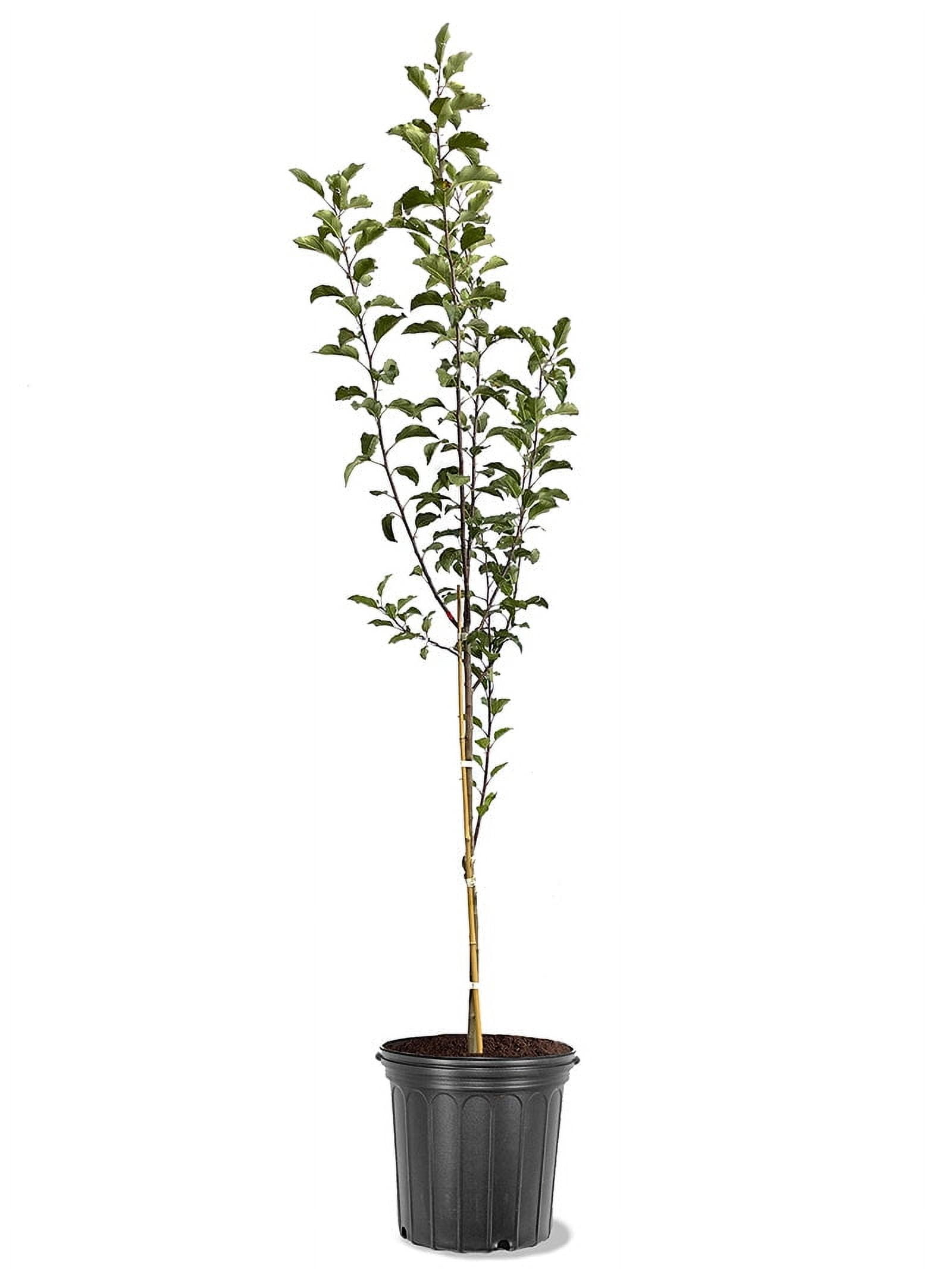 Expert Gardener 3-4 ft. tall Yellow Delicious Apple Live Tree in 7-Gallon Grower Pot
